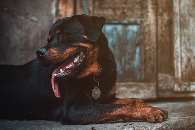 10-smartest-dogs