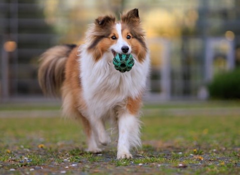 10-smartest-dogs