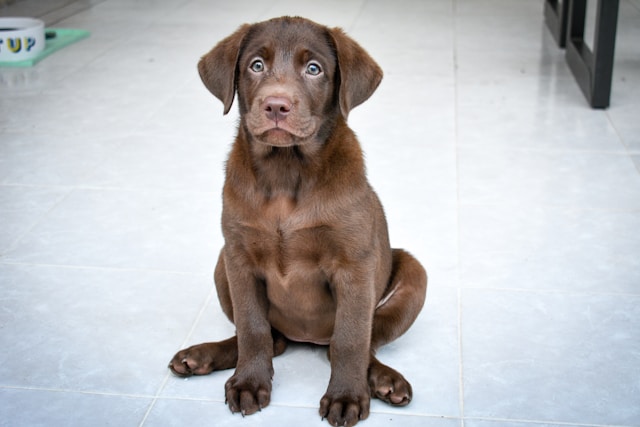 10-smartest-dogs