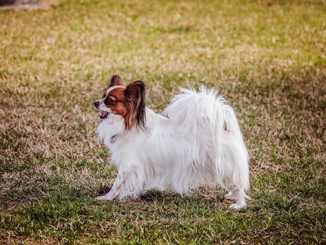10-smartest-dogs