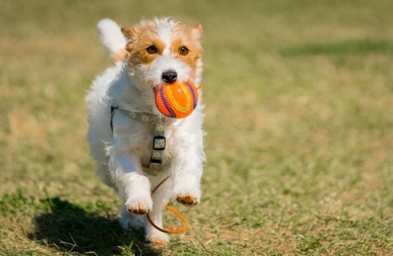 10-smartest-dogs