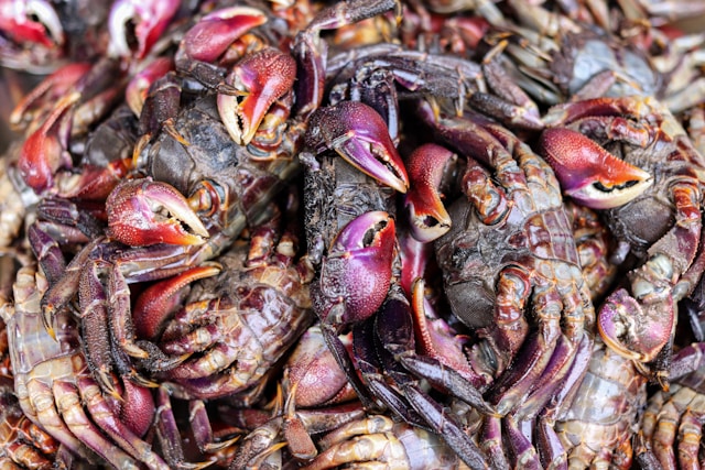 5-contaminated-foods-in-the-supermarket